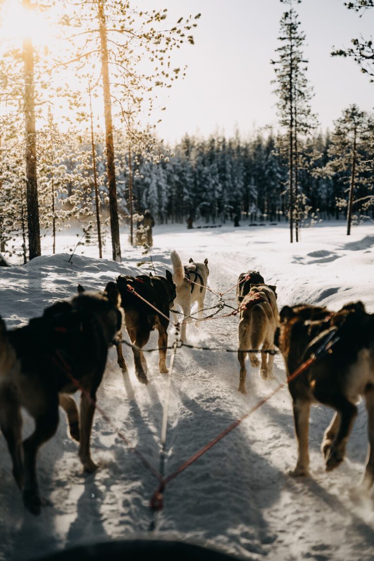 Lapland husky safari