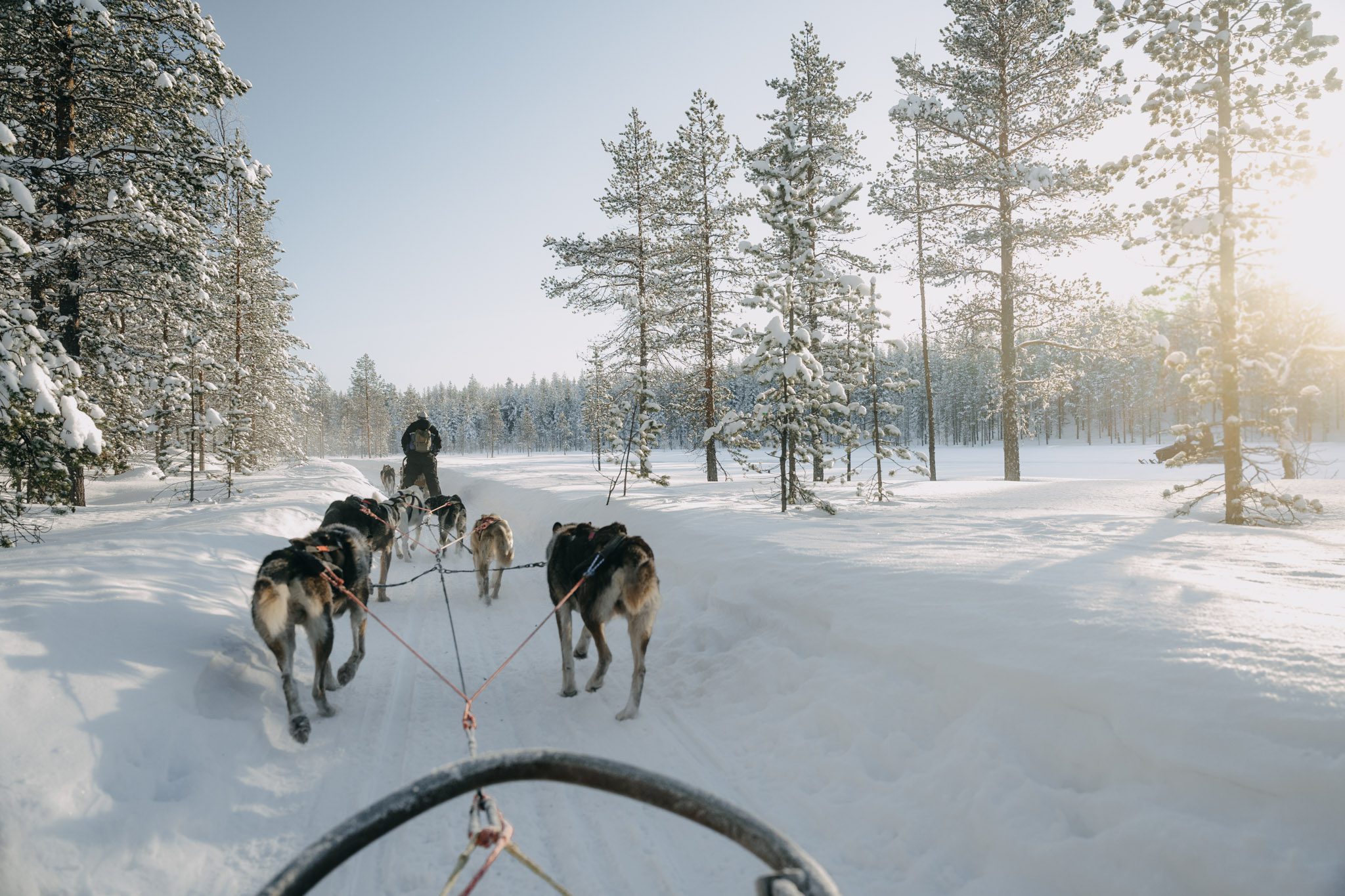 Lapland husky safari