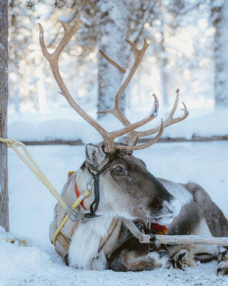 Lapland Reindeer Farm