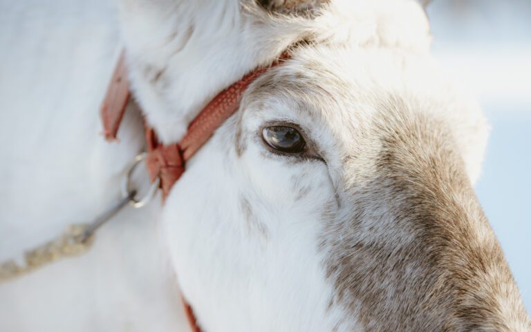 Lapland Reindeer Farm