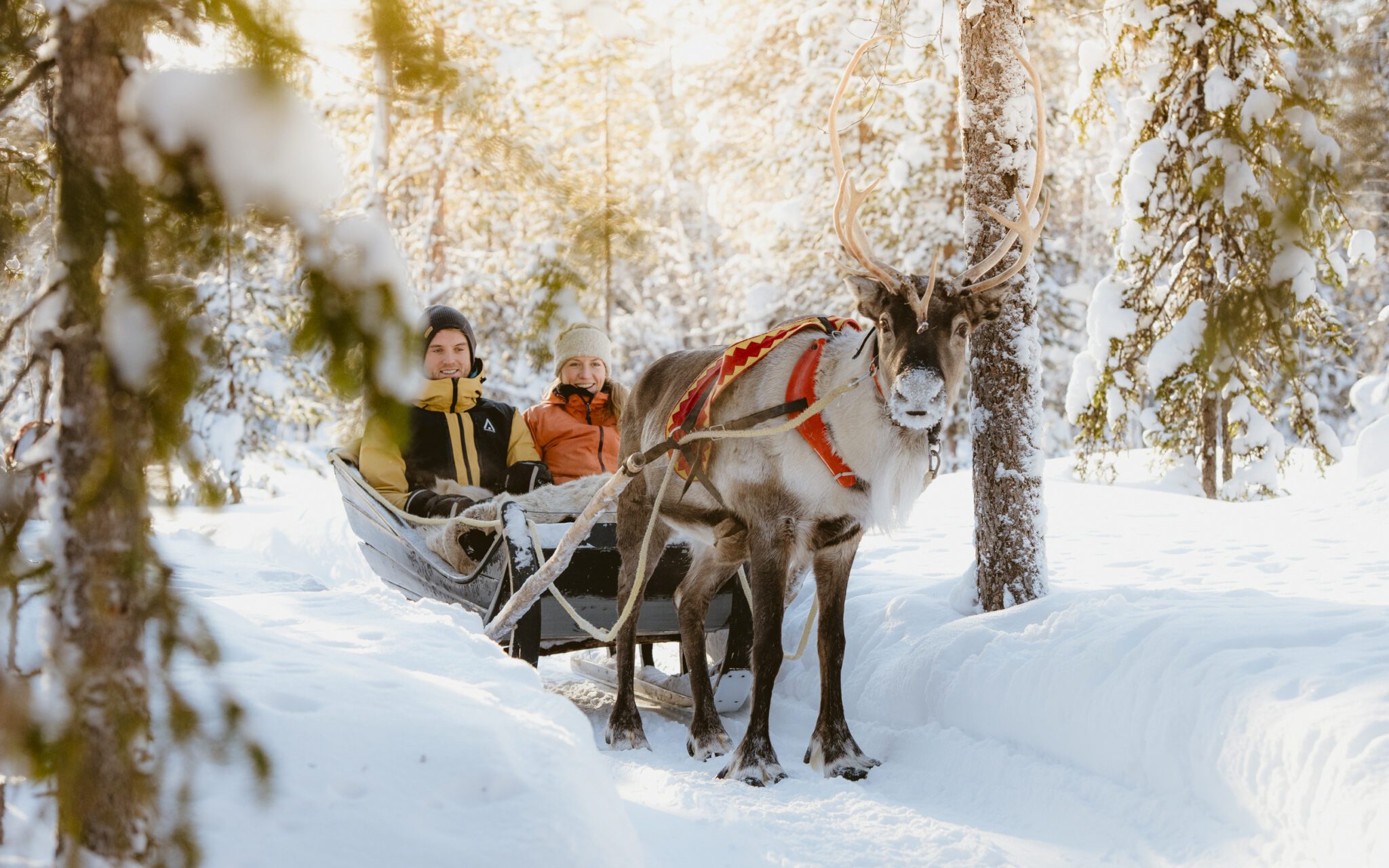 Lapland Reindeer Farm