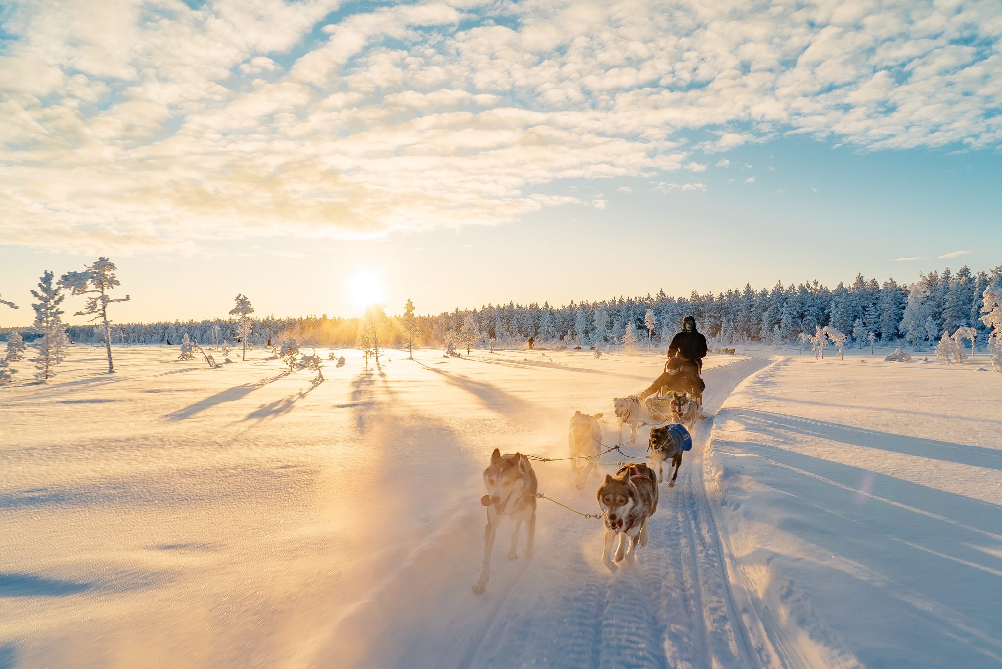 Lapland husky safari